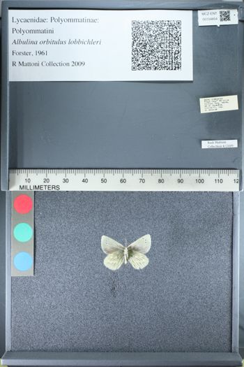 Media type: image;   Entomology 154854